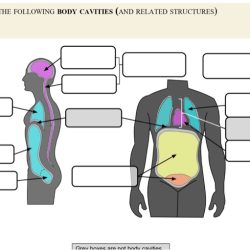 Body planes and cavities worksheet