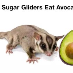 Can sugar gliders eat avocado