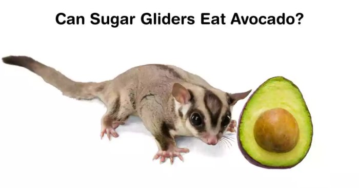 Can sugar gliders eat avocado