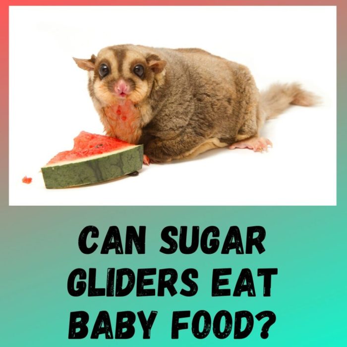 Sugar glider gliders eat strawberries kids animals facts wallpapers petauro urge realty glimcher trust end they wallpaper