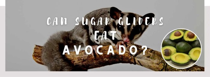 Can sugar gliders eat avocado