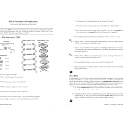 Dna structure worksheet answer key pdf