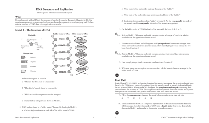 Dna structure worksheet answer key pdf