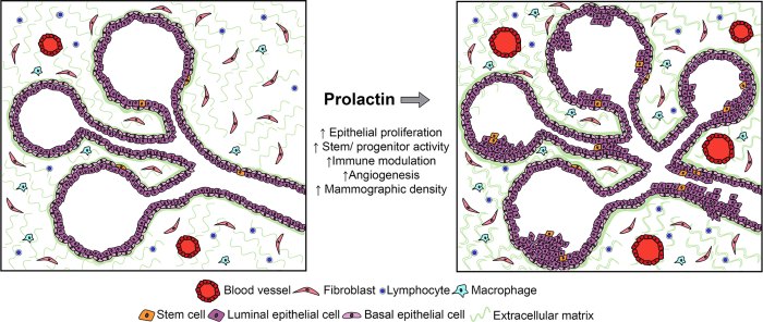 The root in the term prolactinoma means