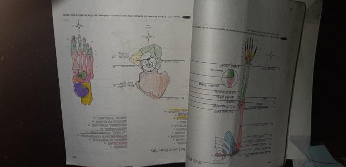 Human anatomy & physiology laboratory manual answer key