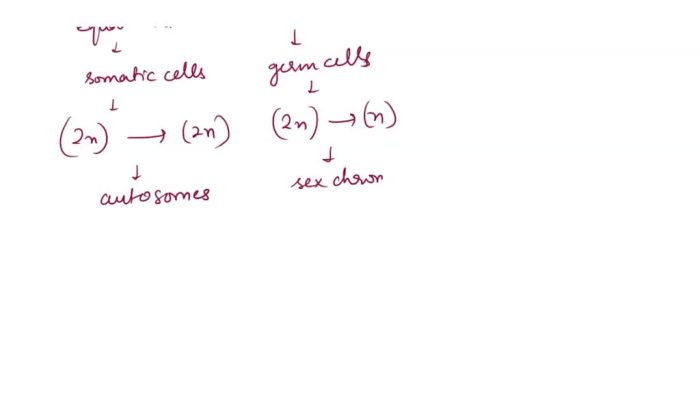 Telophase cell