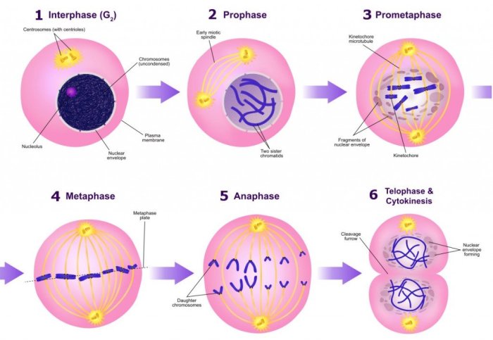 Nuclear membrane reforms cytoplasm divides 4 daughter cells formed