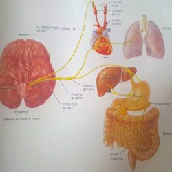 Match the nerve with the correct function vagus nerve