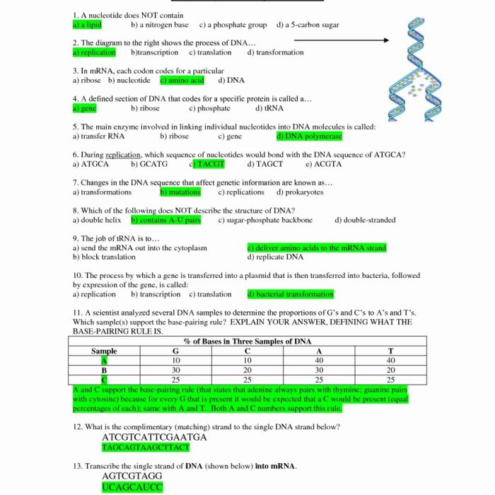 Dna worksheet structure of dna and replication