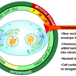 Nuclear membrane reforms cytoplasm divides 4 daughter cells formed