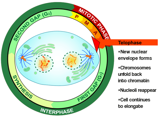 Nuclear membrane reforms cytoplasm divides 4 daughter cells formed